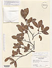 Herbarium sheet image thumbnail