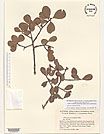 Herbarium sheet image thumbnail