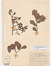 Herbarium sheet image thumbnail