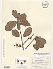Herbarium sheet image thumbnail
