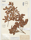 Herbarium sheet image thumbnail