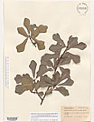 Herbarium sheet image thumbnail