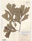 Herbarium sheet image thumbnail
