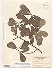 Herbarium sheet image thumbnail