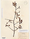 Herbarium sheet image thumbnail