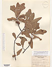 Herbarium sheet image thumbnail
