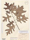 Herbarium sheet image thumbnail
