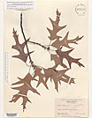 Herbarium sheet image thumbnail