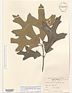 Herbarium sheet image thumbnail