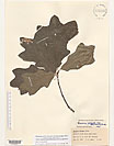 Herbarium sheet image thumbnail