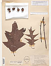 Herbarium sheet image thumbnail