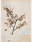Herbarium sheet image thumbnail