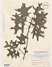 Herbarium sheet image thumbnail