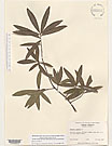 Herbarium sheet image thumbnail