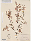 Herbarium sheet image thumbnail