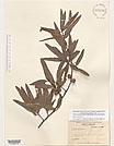 Herbarium sheet image thumbnail