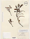 Herbarium sheet image thumbnail