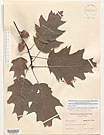 Herbarium sheet image thumbnail