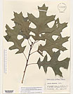 Herbarium sheet image thumbnail
