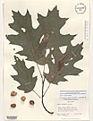 Herbarium sheet image thumbnail