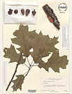 Herbarium sheet image thumbnail