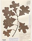 Herbarium sheet image thumbnail