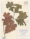 Herbarium sheet image thumbnail