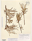 Herbarium sheet image thumbnail