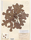 Herbarium sheet image thumbnail