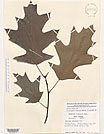 Herbarium sheet image thumbnail