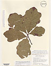 Herbarium sheet image thumbnail