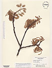 Herbarium sheet image thumbnail