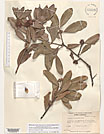 Herbarium sheet image thumbnail