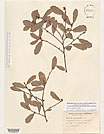 Herbarium sheet image thumbnail
