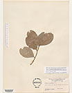 Herbarium sheet image thumbnail