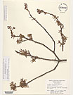 Herbarium sheet image thumbnail