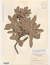 Herbarium sheet image thumbnail