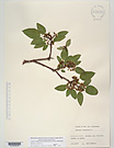 Herbarium sheet image thumbnail