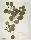 Herbarium sheet image thumbnail