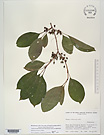 Herbarium sheet image thumbnail