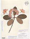 Herbarium sheet image thumbnail