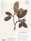 Herbarium sheet image thumbnail
