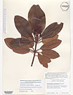 Herbarium sheet image thumbnail