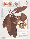 Herbarium sheet image thumbnail