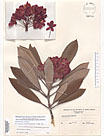 Herbarium sheet image thumbnail
