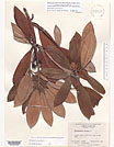 Herbarium sheet image thumbnail