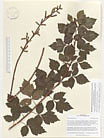 Herbarium sheet image thumbnail