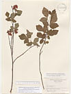 Herbarium sheet image thumbnail