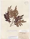 Herbarium sheet image thumbnail