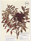 Herbarium sheet image thumbnail